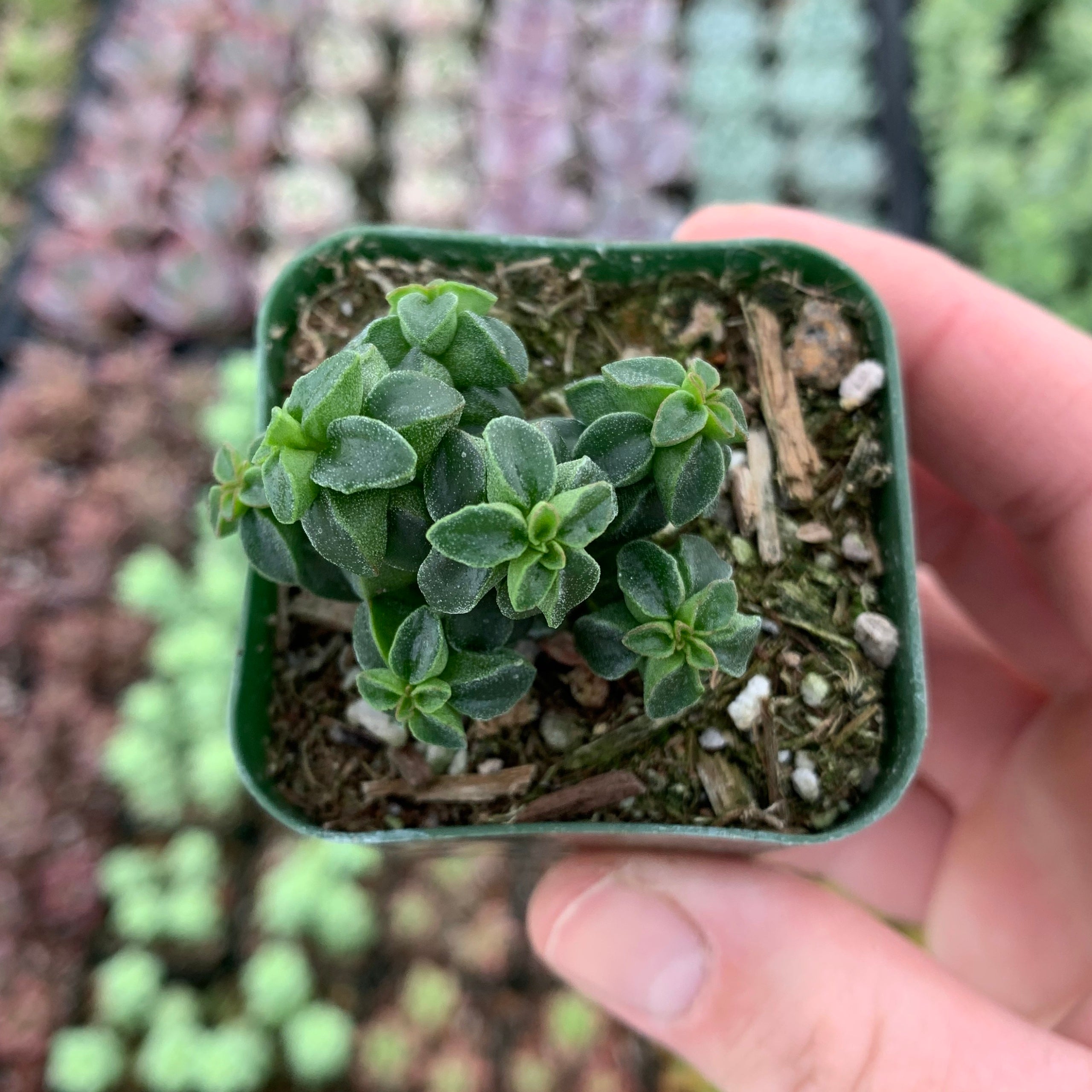 Succulent 2 | Star Succulent Nursery